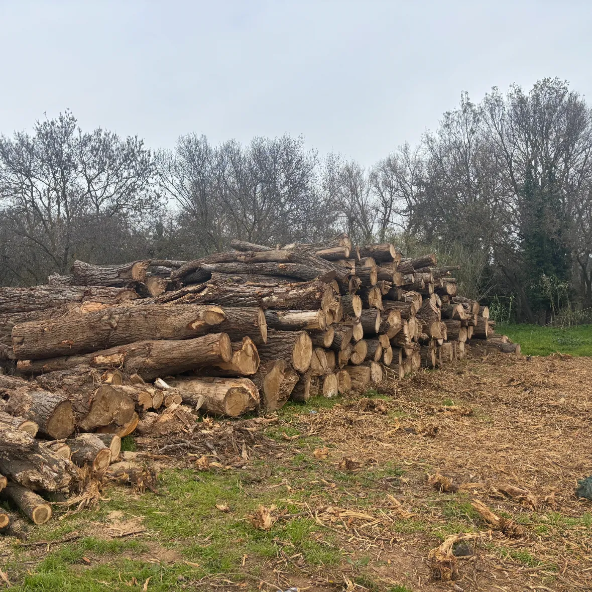Bois pour réaliser des copeaux de bois