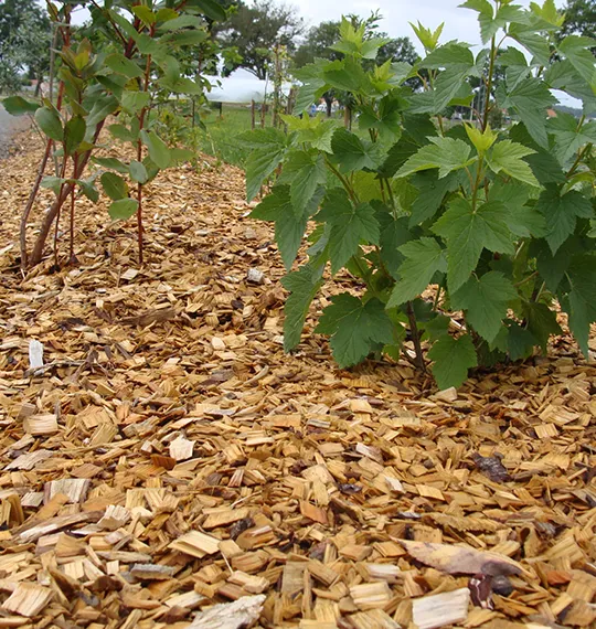 Paillage de bois recyclé